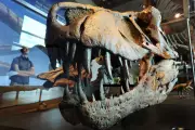 T. Rex's Bone-Crushing Bite: How the King of Dinosaurs Dominated Its Prey