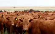 Texas Battles Flesh-Eating Parasite Outbreak in Cattle: What You Need to Know