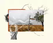 The Cullin-La-Ringo Massacre: A Dark Chapter in Queensland's History Revisited