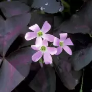 The Secret Nightlife of Your Houseplants: Scientists Reveal Plants 'Move' and 'Sleep' After Dark