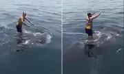 Thrill-Seeker's Reckless Leap: Shocking Moment Tourist Jumps on Endangered Whale Shark in Cebu