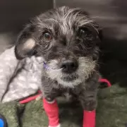 Tiny Dog Left with Intestines Hanging Out After Brutal Attack in UK Park