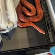 Toddler's Birthday Party Turns Chaotic as Brawl Erupts Among Parents