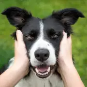 Top 5 Dog Breeds That Are Hardest to Train – Expert Reveals the Challenges