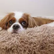 Top Budget-Friendly Dog Breeds for UK Pet Owners in 2024