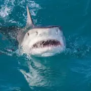 Tourist Airlifted to Hospital After Terrifying Bison Attack in US National Park