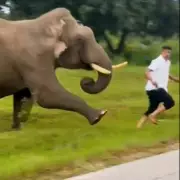 Tourist Trampled by Raging Elephant After Ignoring Warning Signs in Thailand