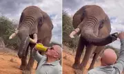 Tourist's Shocking Act: Elephant Served Beer in Kenyan Wildlife Park | Daily Mail