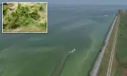 Toxic Algae Bloom Threatens Lake Erie: Health Warnings Issued for Michigan and Ohio