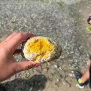 Toxic Blue-Green Algae Threatens UK Dogs: Warning Signs Every Owner Must Know