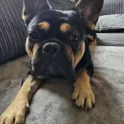 Tragic Warning After Dog Dies in Hot Car Following Doggy Daycare Trip