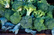 UK Braces for Broccoli Shortage as Heatwave Decimates Crops