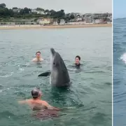 UK Dolphins Develop Terrifying New Habit, Scientists Issue Urgent Warning