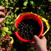 UK Drivers Face £300 Fines for Common Windscreen Mistake This Winter