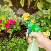 UK Heatwave Sparks Surge in Garden Pests: How to Protect Your Plants