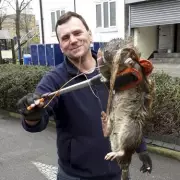 UK on High Alert: Winter Rat Invasion Warning as Rodent Numbers Soar