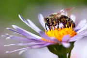 UK Scientists Discover 'Superfood' That Could Save Honeybees From Climate Crisis