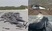 UK Whale & Dolphin Strandings Surge: Alarming 15-Fold Increase Sparks Major Conservation Crisis