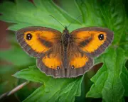 UK's First Wildlife Survey Using Air Pollution Filters Reveals Stunning Biodiversity