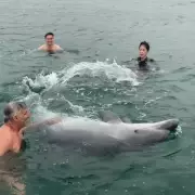 UK's Friendliest Dolphin Fungie II Could Be Deadly, Experts Warn After Swimmer Encounter