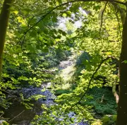 Urban Oasis: A Hidden Wildlife Haven on the City's Edge