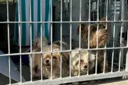 US Animal Shelters Overwhelmed as Pets Abandoned Amid Immigration Raids