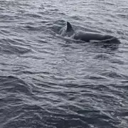 'Very Scary' Killer Whale Warning Issued After Pod Sinks 50ft Yacht in Strait of Gibraltar