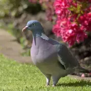 Want to Keep Pigeons Away? These 5 Plants Will Do the Trick Naturally