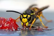 Wasp Sting First Aid: Expert Tips to Reduce Pain and Swelling