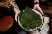What Is Kratom? The Controversial 'Feel Free' Drink Under Scrutiny