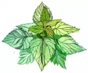 Why Do Stinging Nettles Hurt? Plus, How Big Are Shooting Stars? – The Ultimate Kids' Quiz