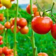 Why Your Tomatoes Won’t Turn Red in August – Expert Tips to Ripen Them Faster
