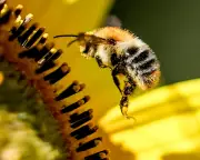 Wild Bees' Secret Diet Strategy: How They Balance Nutrients Like Expert Nutritionists