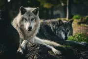 Wolf Hunting Ban Reinstated Across Western US in Landmark Legal Ruling