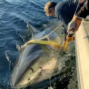 World's Largest Great White Shark Spotted Near Hawaii – Meet Deep Blue!