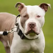 XL Bully Ban Failing to Curb Dangerous Dog Attacks, Experts Warn