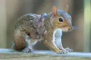 Zombie Squirrels and Frankenstein Rabbits: Maine's Bizarre Wildlife Mystery