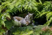 Zombie Squirrels Invade Maine and Canada: Bizarre Wildlife Phenomenon Explained