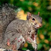 Zombie Squirrels Spreading Horror: Flesh-Eating Disease Hits UK Wildlife