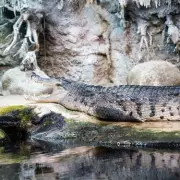 Zoo Appeals for Public to Donate Dead Pets to Feed Carnivores Amid Food Shortages