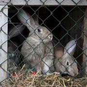 Zoo's Shocking Decision: Feeding Pet Rabbit to Lions Sparks Outrage