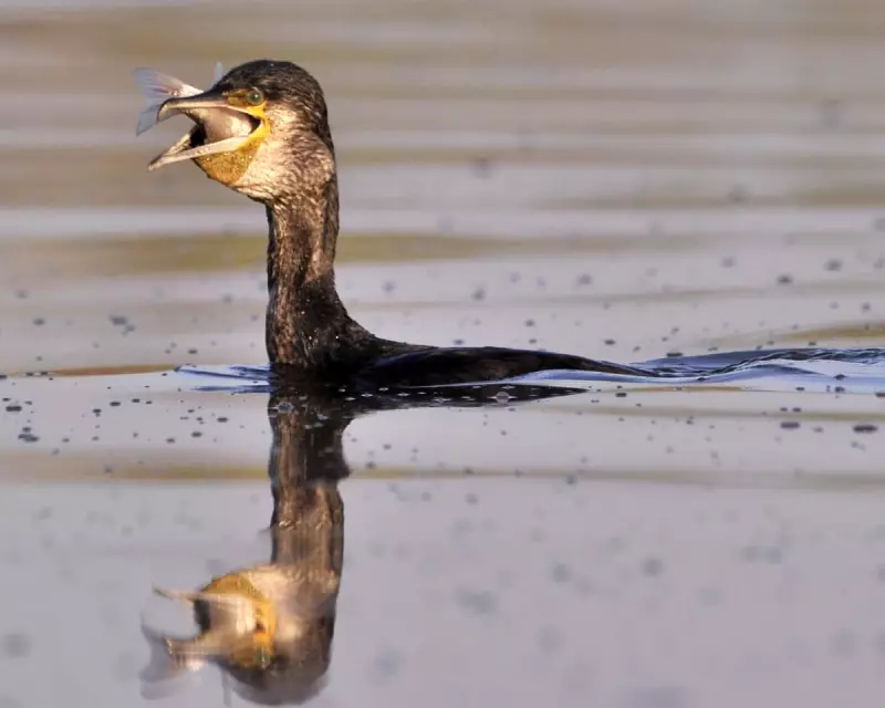 A Cormorant's Quiet Majesty: A Waterside Moment of Pure Wonder