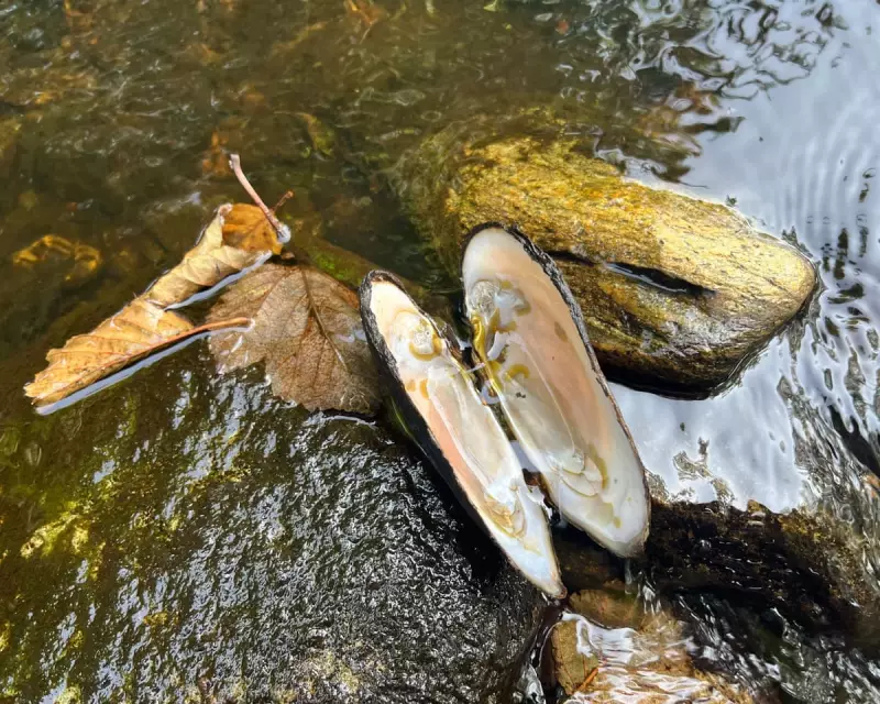 A Fragile River Symphony: Mussels and Salmon Stage a Remarkable Comeback in UK Waterways