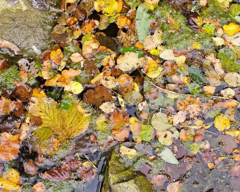 A River Runs Dry: Britain's False Autumn Signals Deepening Climate Crisis