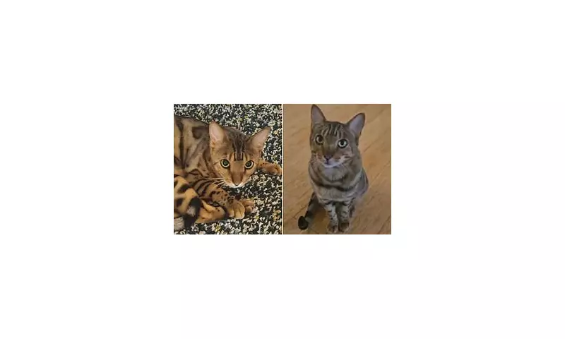 Adelaide Family's Heartbreak as Beloved Cat Patrick Wrongfully Euthanised in Devastating Vet Error