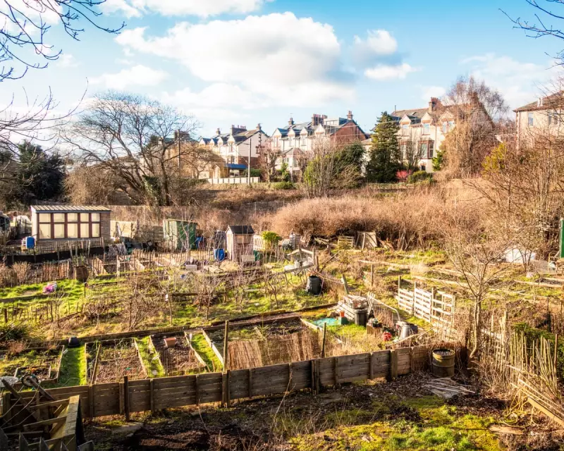 Allotments: The Unsung Heroes of Britain's Mental Health Crisis | A Safe Haven in Turbulent Times