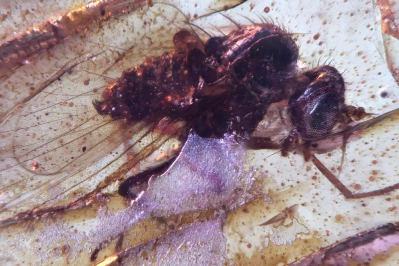 Ancient Amber Discovery: 20 Million-Year-Old 'Hell Ants' and Termites Found Perfectly Preserved