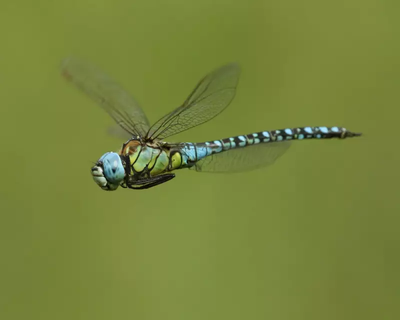 Ancient Whispers: The 300-Million-Year-Old Sound of the Dragonfly in the Fens