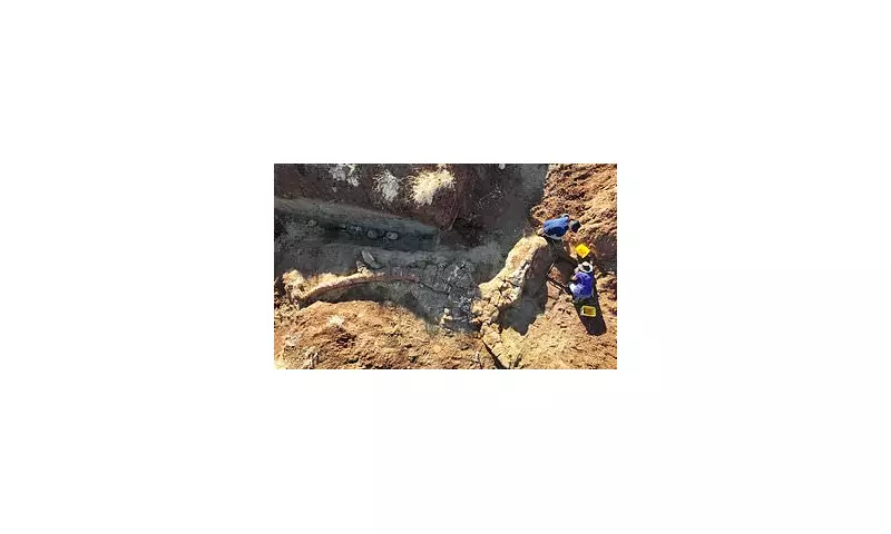 Aussie Outback Reveals Perfect Dinosaur: 96 Million-Year-Old Titan Unearthed in Queensland