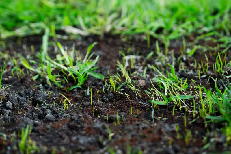 Autumn Lawn Care Masterclass: Your Essential Guide to a Lush UK Garden Next Spring